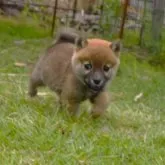 柴犬(標準サイズ)【三重県・女の子・2023年4月24日・赤】の写真1