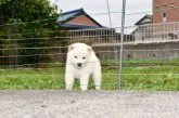 柴犬(標準サイズ)【三重県・女の子・2021年5月2日・淡赤(白)】の写真1