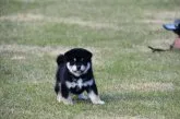 柴犬(標準サイズ)【三重県・男の子・2021年10月5日・黒】の写真1