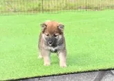 柴犬(標準サイズ)【三重県・男の子・2021年4月15日・赤】の写真1