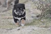 柴犬(標準サイズ)【三重県・男の子・2021年10月19日・黒】の写真1