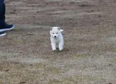 柴犬(標準サイズ)【三重県・男の子・2021年11月26日・淡赤(白柴)】の写真1