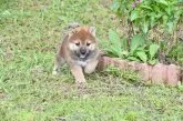 柴犬(標準サイズ)【三重県・男の子・2021年8月11日・赤】の写真1