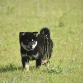 柴犬(標準サイズ)【三重県・男の子・2022年3月26日・黑】の写真1