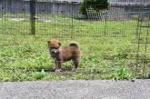 柴犬(標準サイズ)【三重県・女の子・2021年5月2日・赤】の写真2