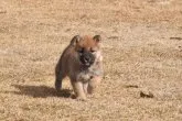 柴犬(標準サイズ)【三重県・女の子・2021年12月26日・赤】の写真2