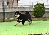 柴犬(標準サイズ)【三重県・女の子・2021年4月9日・黒】の写真2