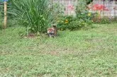 柴犬(標準サイズ)【三重県・女の子・2021年8月17日・赤】の写真2