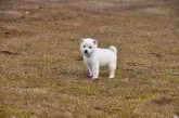 柴犬(標準サイズ)【三重県・女の子・2021年11月11日・淡赤(白柴)】の写真2