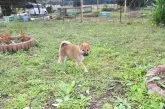 柴犬(標準サイズ)【三重県・男の子・2021年9月1日・赤】の写真2