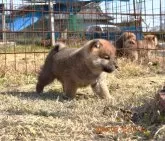 柴犬(標準サイズ)【三重県・男の子・2024年1月31日・赤】の写真2