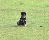 柴犬(標準サイズ)【三重県・男の子・2022年3月26日・黑】の写真2