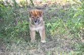 柴犬(標準サイズ)【三重県・女の子・2021年7月11日・赤】の写真3