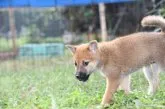 柴犬(標準サイズ)【三重県・男の子・2021年9月1日・赤】の写真3