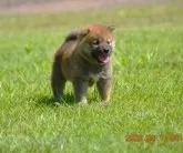 柴犬(標準サイズ)【三重県・女の子・2023年7月9日・赤】の写真3