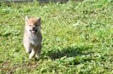 柴犬(標準サイズ)【三重県・男の子・2021年6月8日・赤】の写真3