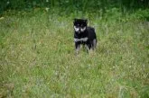 柴犬(標準サイズ)【三重県・男の子・2021年2月25日・黒】の写真3