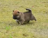 柴犬(標準サイズ)【三重県・男の子・2022年3月14日・赤】の写真3