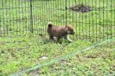 柴犬(標準サイズ)【三重県・女の子・2021年5月2日・赤】の写真4