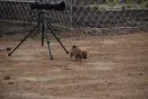 柴犬(標準サイズ)【三重県・女の子・2021年11月24日・赤】の写真4