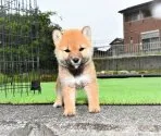 柴犬(標準サイズ)【三重県・女の子・2021年4月6日・赤】の写真4