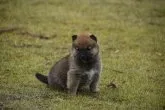 柴犬(標準サイズ)【三重県・男の子・2022年3月14日・赤】の写真5