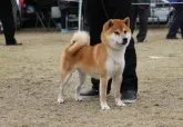 柴犬(標準サイズ)【三重県・男の子・2018年11月26日・赤】の写真5「父犬　緑桜錦号　全国展、2年連続入賞しています。」