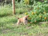 柴犬(標準サイズ)【三重県・女の子・2021年8月17日・赤】の写真5