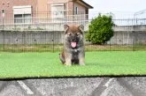 柴犬(標準サイズ)【三重県・男の子・2021年4月15日・赤】の写真5