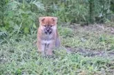 柴犬(標準サイズ)【三重県・男の子・2021年6月10日・赤】の写真5