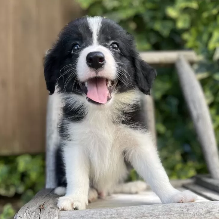 ボーダーパパ 様のお迎えした子犬