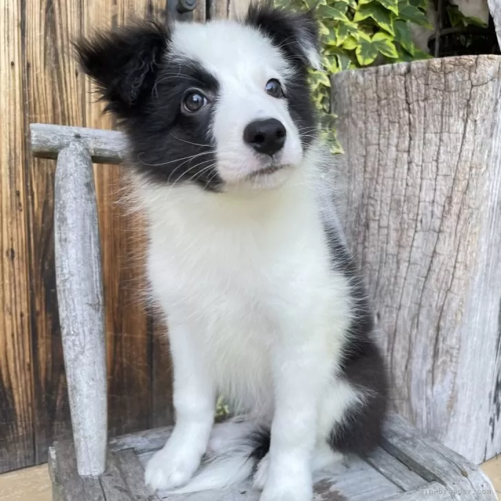 くーたちゃん 様のお迎えした子犬