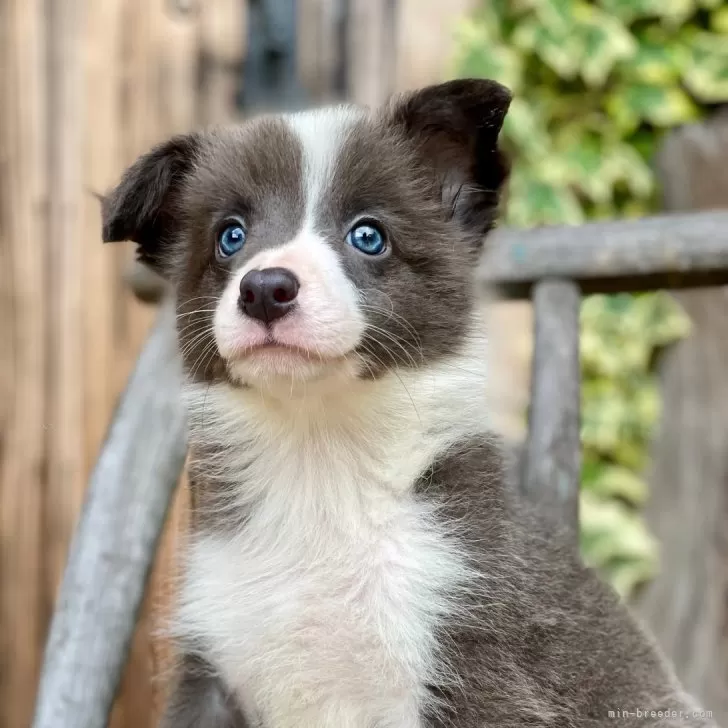 A.H 様のお迎えした子犬