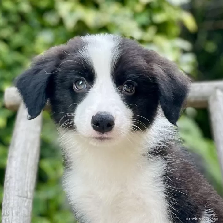 A.N 様のお迎えした子犬