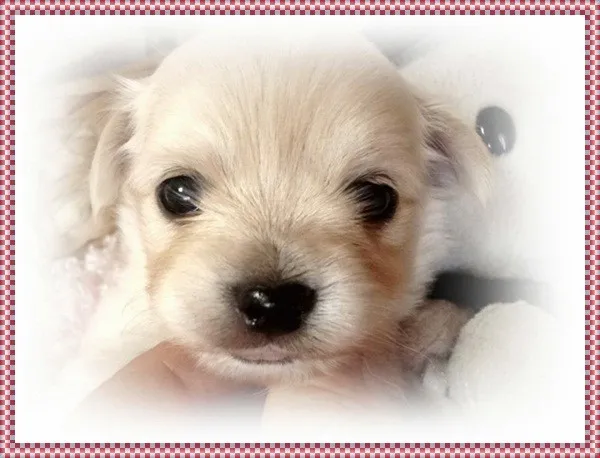 トワmama 様のお迎えした子犬