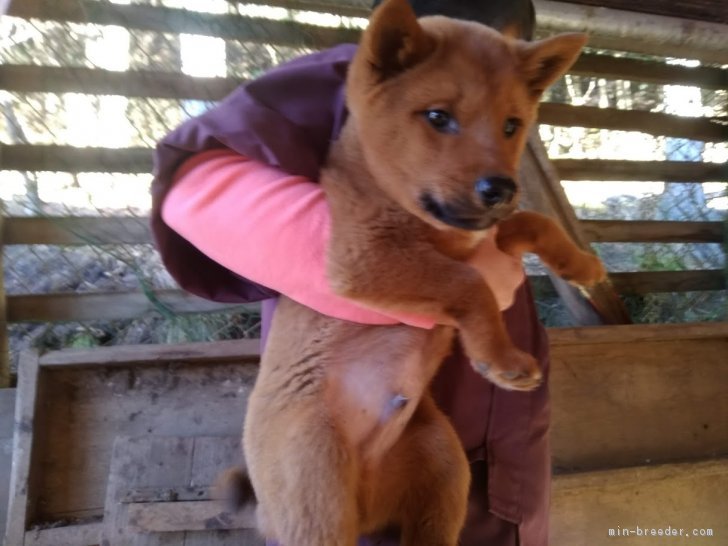 柴犬 岐阜県 男の子 18年9月18日 赤色 美濃柴犬です 数も少なく 飼いやすい犬です みんなのブリーダー 子犬id 1812