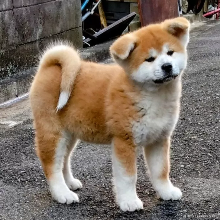 つー 様のお迎えした子犬