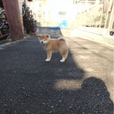 秋田犬