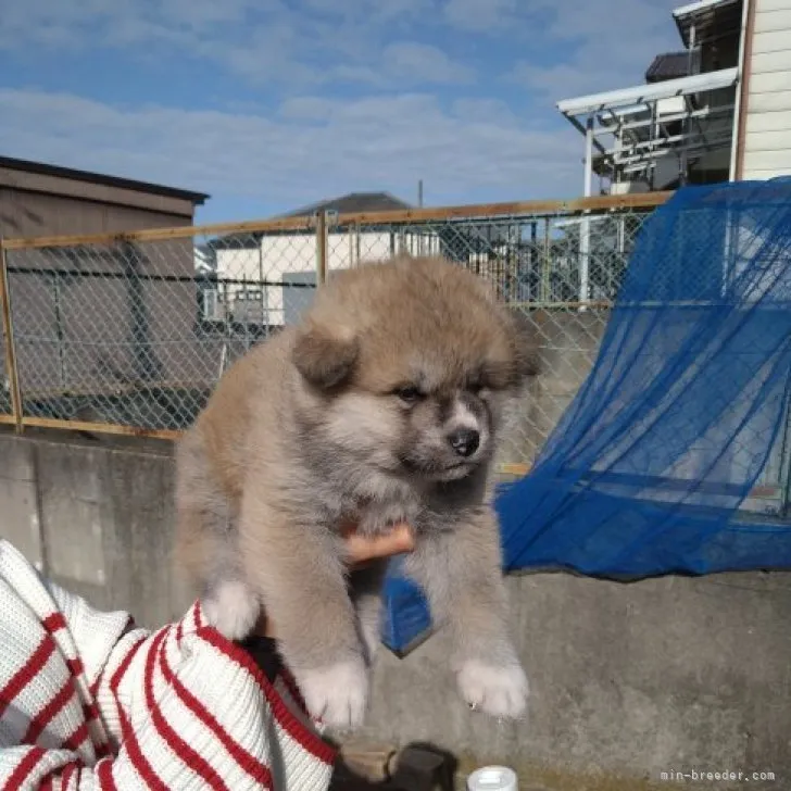 秋田犬【大阪府・女の子・2023年1月12日・赤】の写真1「ヒメです。」