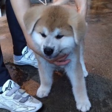 秋田犬【大阪府・男の子・2023年8月16日・赤】の写真「骨量タップリのイケメン」