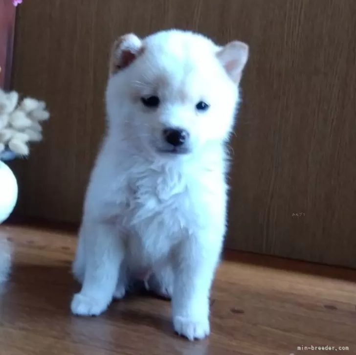 みか 様のお迎えした子犬