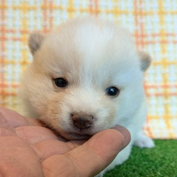 豆柴【鹿児島県・女の子・2024年11月23日・クリーム色】の写真「目がパッチリになってきたホワちゃん」