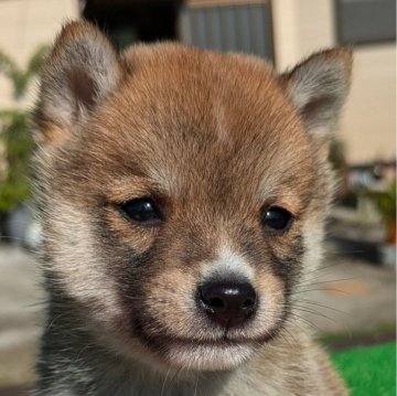 豆柴【鹿児島県・男の子・2024年9月19日・赤色】の写真「可愛い男の子になっています❗️」