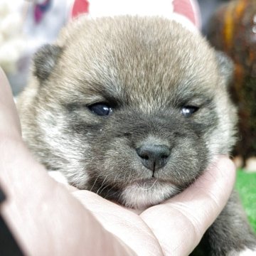 柴犬(豆柴)【鹿児島県・女の子・2025年4月4日・赤色】の写真「赤毛の可愛い女の子です❗️」