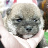 柴犬