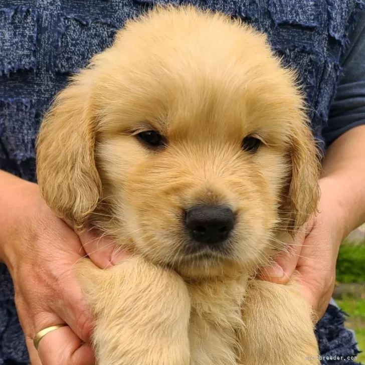 ミユキ 様のお迎えした子犬