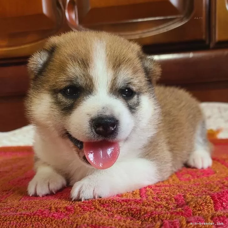 ハマショー 様のお迎えした子犬