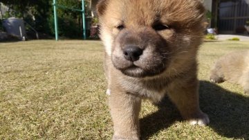 柴犬(標準サイズ)【鹿児島県・男の子・2021年11月14日・赤】の写真「目がパッチリのコロコロした可愛い男の子」