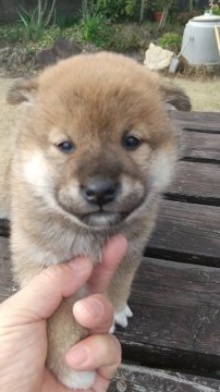 柴犬(標準サイズ)【鹿児島県・女の子・2021年12月6日・赤色】の写真「赤色の元気な女の子です。」