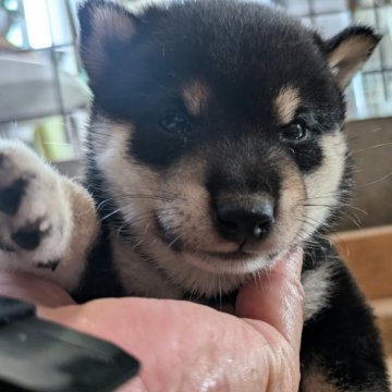 豆柴【鹿児島県・男の子・2024年8月18日・黒色】の写真「両親GM1クリアの仔犬です❗️」